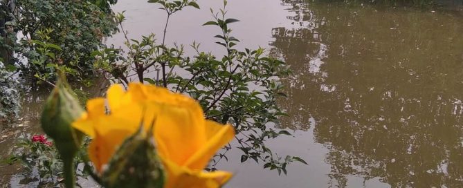 Yellow rose in the foreground with a flooded neighborhood in the background