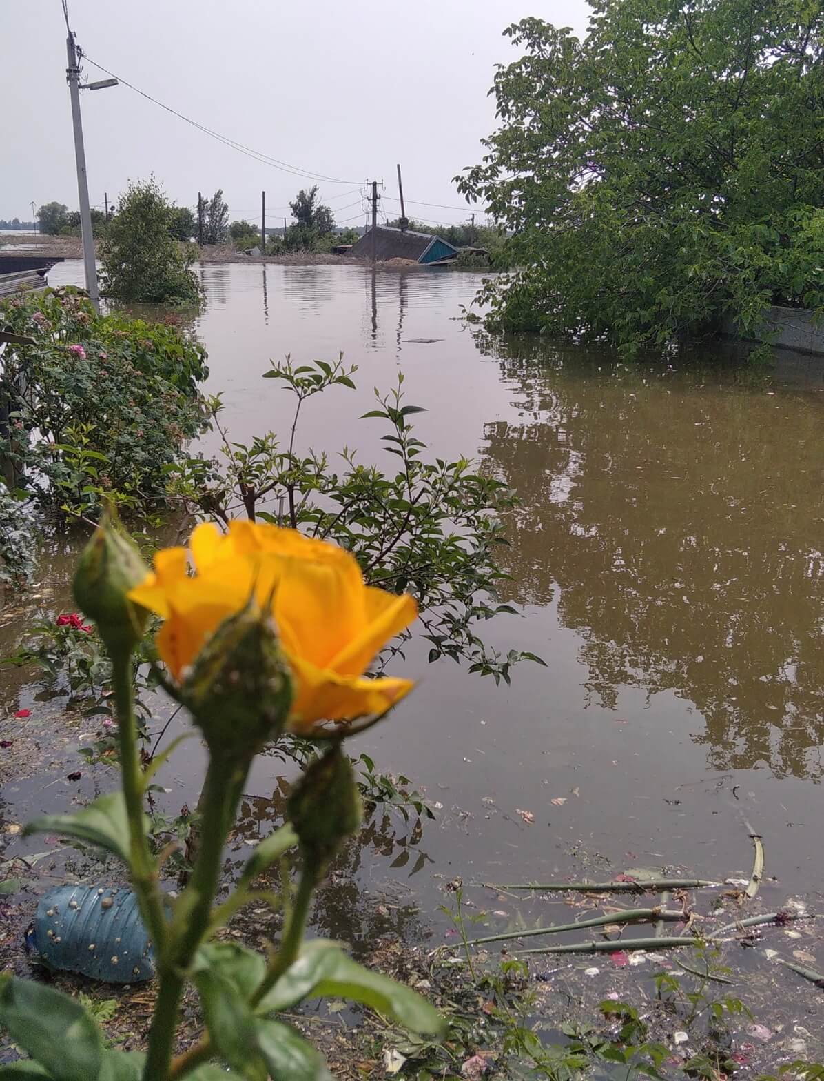 Yellow rose in the foreground with a flooded neighborhood in the background