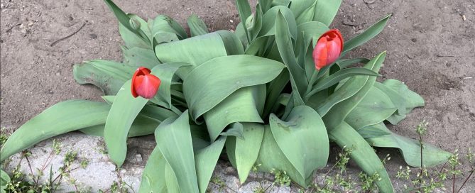 Red tulips blooming in a small garden bed