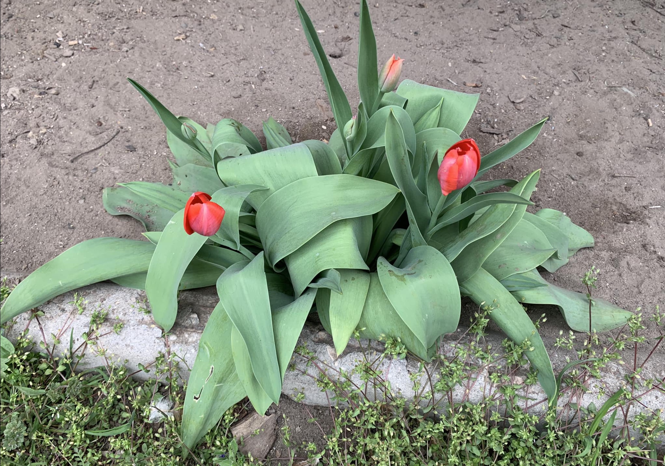 Red tulips blooming in a small garden bed