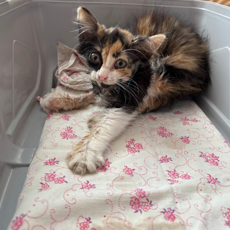 Calico kitten resting in a plastic bin on a floral cloth