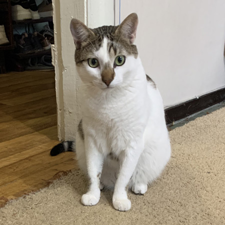 White-and-tabby cat sitting on a carpet by a doorway
